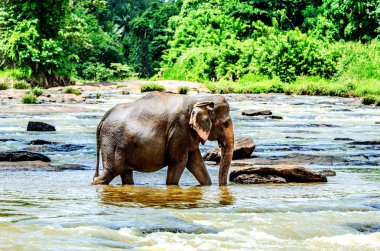 Fil nehir boyunca yürüyor. Pinnawala Fil Yetimhanesi. Sri Lanka.