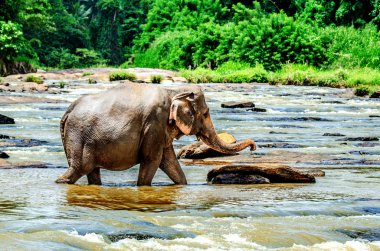 Büyük bir fil nehir boyunca yürür. Pinnawala Fil Yetimhanesi. Sri Lanka.