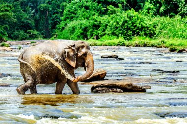 Büyük fil su arka pençe kaldırma, dökülen. Pinnawala Fil Yetimhanesi. Sri Lanka.