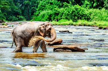 Büyük bir fil kendini nehir suyu ile sulanan. Pinnawala Fil Yetimhanesi. Sri Lanka.