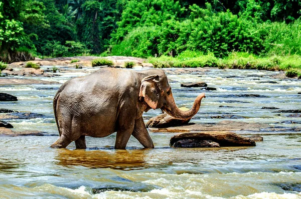 Büyük bir fil gövde yükselterek nehir boyunca yürür. Pinnawala Fil Yetimhanesi. Sri Lanka.