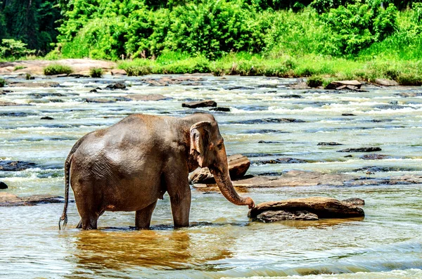 코끼리 걷는다 Pinnawala 코끼리 원입니다 스리랑카 — 스톡 사진