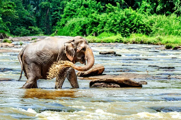 Büyük bir fil kendini nehir suyu ile sulanan. Pinnawala Fil Yetimhanesi. Sri Lanka.