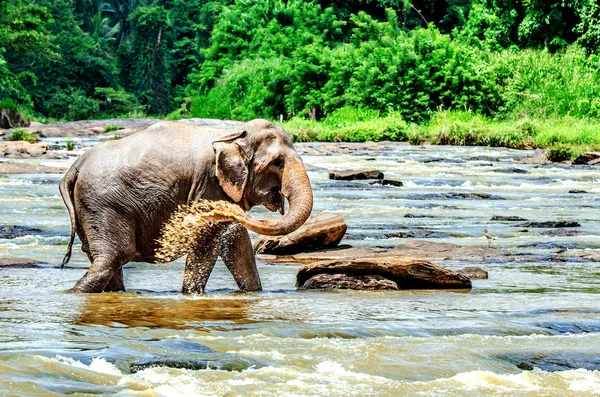 A large elephant watered himself with river water. Pinnawala Elephant Orphanage. Sri Lanka.