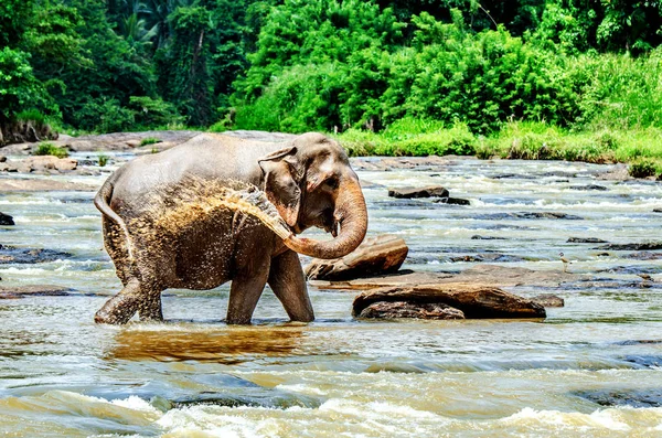 Büyük fil kendini su ile sulanan. Pinnawala Fil Yetimhanesi. Sri Lanka.