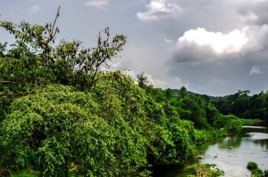 Uçan Tilki bir sürü Nehri üzerinde bir ağaçta. Sri Lanka.