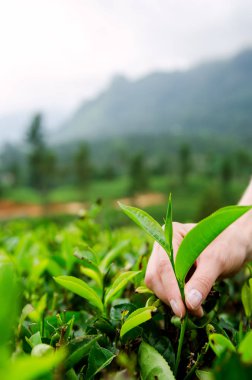 Çay toplama çiftliğinde Nuwara Eliya bırakır. Sri Lanka.