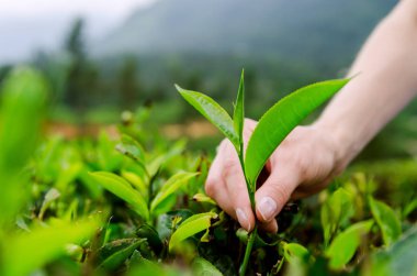 Çay yaprakları toplama işlemini.