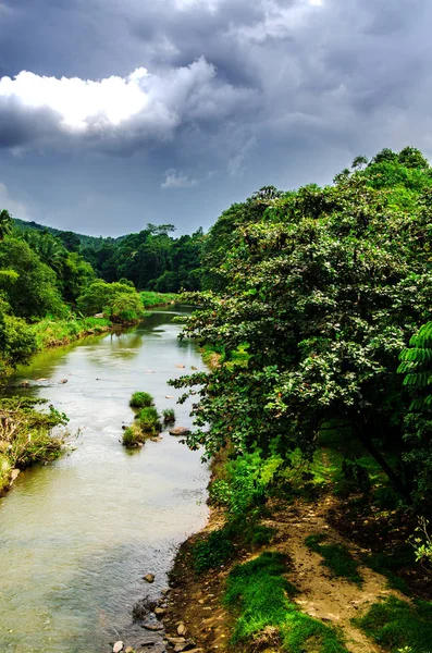 A flock of flying foxes hanging on a tree above the river. Sri Lanka.