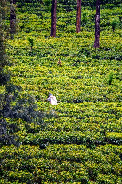 茶叶在茶园努瓦拉埃利亚努瓦拉埃利亚的收藏家 斯里兰卡 — 图库照片