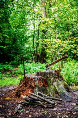 Altında hasat ahşap yalan stump, AX'te.