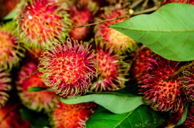Olgun rambutan içinde meyve deposu Sri Lanka.