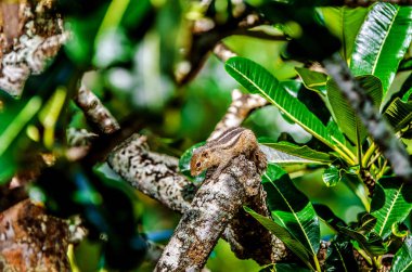 Küçük bir sincap ağaç dal. Sri Lanka.
