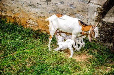 İki beyaz keçi anne sütü içmek.