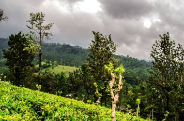Fırtınalı bir gökyüzü Nuwara Eliya çay tarlaları yukarıda. Sri Lanka.