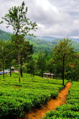 Çay plantasyon satırları arasındaki yolda. Nuwara Eliya. Sri Lanka.