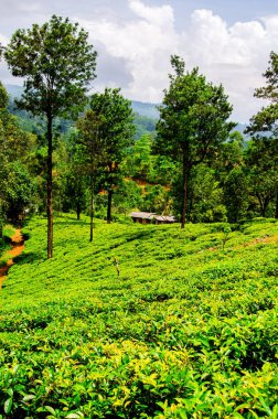 Bulutlu gökyüzü çay tarlaları tepelerin üstünde. Nuwara Eliya. Sri Lanka.
