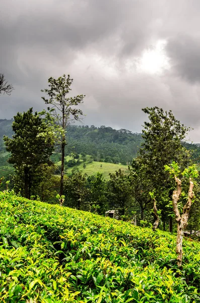 Бушующее Небо Над Холмами Чайных Плантаций Нувара Элия Шри Ланка — стоковое фото