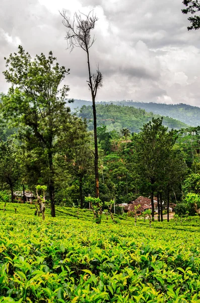 Штормовое Небо Над Чайными Плантациями Нувара Элия Шри Ланка — стоковое фото