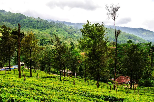 Холмы Одной Чайных Плантаций Нувара Элия Шри Ланка — стоковое фото