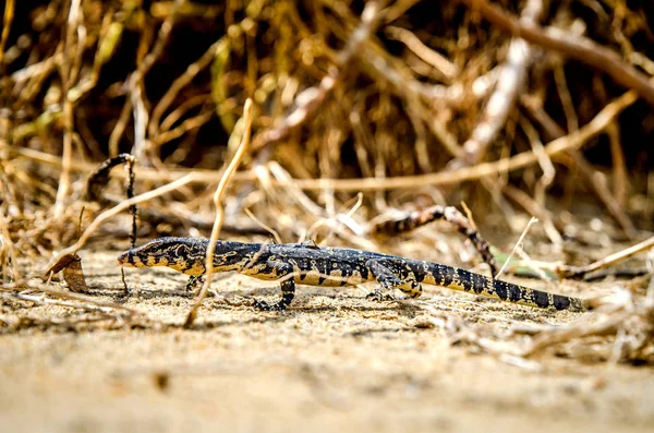 stock image Iguana walks in the sand among the thickets.