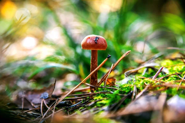 Cogumelo Marrom Entre Grama Verde Agulhas Coníferas Floresta — Fotografia de Stock