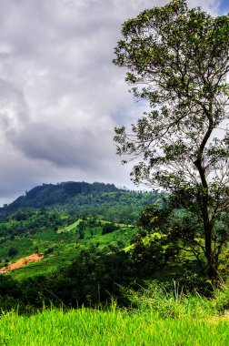 Çay tarlaları fırtınalı gökyüzü altında yamaçları. Nuwara Eliya. Sri Lanka. Asya.