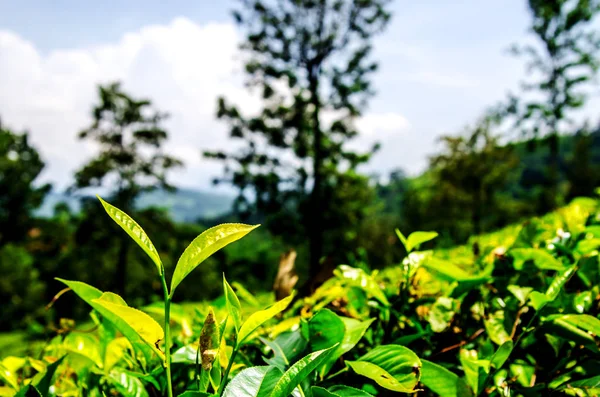 Jeunes Feuilles Thé Vert Soleil Nuwara Eliya Sri Lanka Asie — Photo