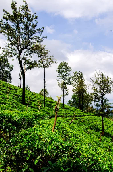 Склоны Чайных Плантаций Голубым Небом Нувара Элия Шри Ланка Азия — стоковое фото