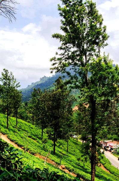 Çay Tarlaları Yamaçları Nuwara Eliya Sri Lanka Asya — Stok fotoğraf