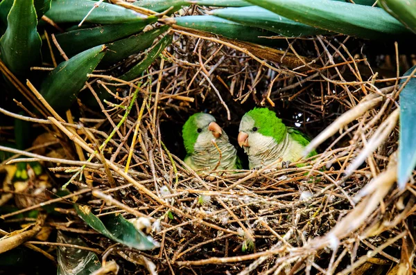 Par Papugues Verdes Nido Una Palmera Roma Italia — Foto de Stock