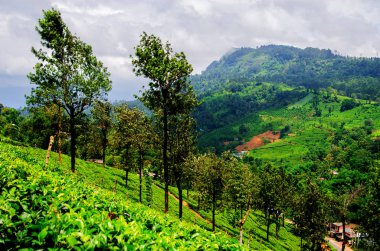 Sri Lanka'nın çay tarlaları üzerinde ağır gri bulutlar ile fırtınalı gökyüzü. Nuwara Eliya.
