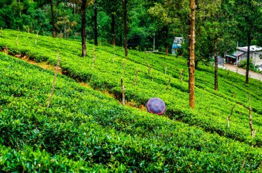 Bir adam bir şemsiye altında çay çalılar arasında Sri Lanka plantasyonda girer..