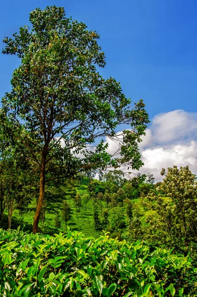 Голубое Небо Белыми Облаками Чайной Плантации Шри Ланки — стоковое фото