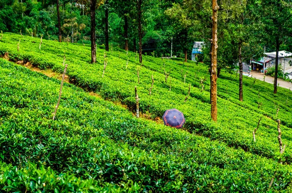 A man under an umbrella walks among the tea bushes on the plantation of Sri Lanka.