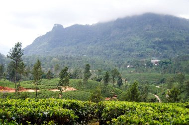 Dağlar, sis kefen arka plan üzerinde çay tarlaları. Nuwara Eliya. Sri Lanka.