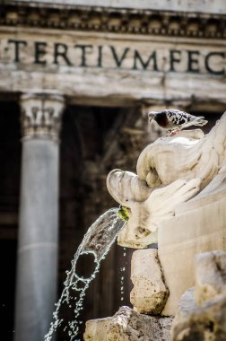 Bir çeşme heykeller Pantheon arka planı üzerinde güvercin. Roma. İtalya.