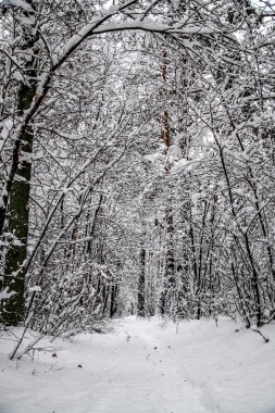 karlı kış orman patika.