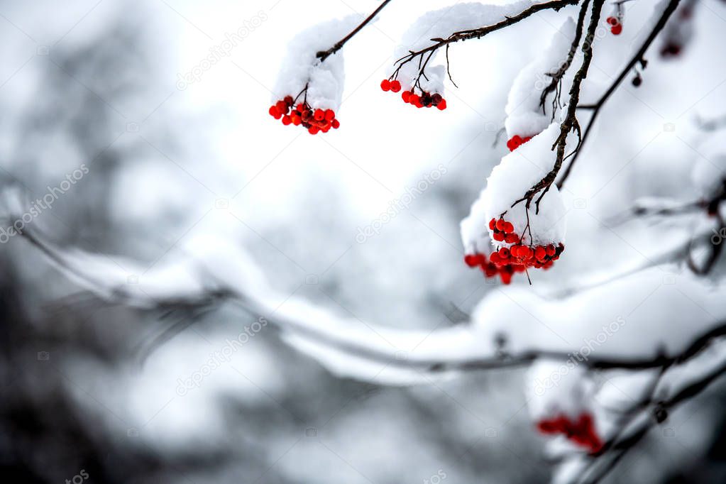 Rowan berries on the branches, covered with snow.