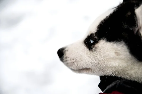 Černá Bílá Tlama Štěně Husky — Stock fotografie