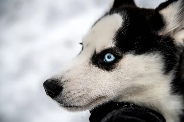 蓝眼睛的赫斯基小狗 — 图库照片