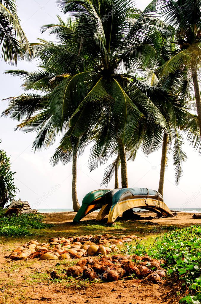 Fishing boats on the sand among the palm trees. Kalutara. Sri Lanka