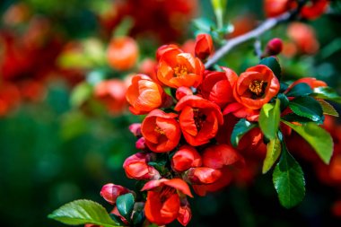Güzel kırmızı çiçeklerile Japon ayva bir dalı.