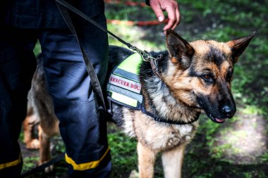 Kurtarma köpek ırkı çoban sahibinin yanında duruyor.