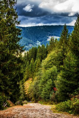 Dağların arasında dolambaçlı bir yol. Karpatlar. Ukrayna.
