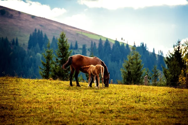 Horse Foal Graze Meadow Mountain Village Carpathians Ukraine — Stock Photo, Image
