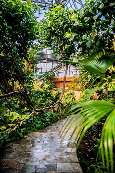 Camino Entre Jardín Exótico Jardín Botánico Kiev Ucrania — Foto de Stock