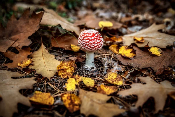 Amanita Com Chapéu Vermelho Brilhante Floresta Outono — Fotografia de Stock