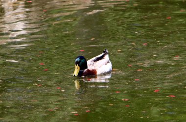 ördekler tatlı su Gölü kıyısında oturuyor 