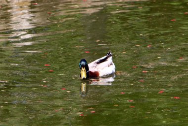 ördekler tatlı su Gölü kıyısında oturuyor 